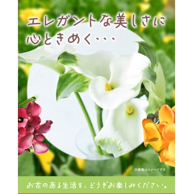 カラー切花20本入り(2～3品種　計20本)