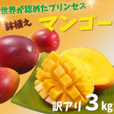 世界が認めたプリンセス【佐々町産】マンゴー訳あり(3kg)