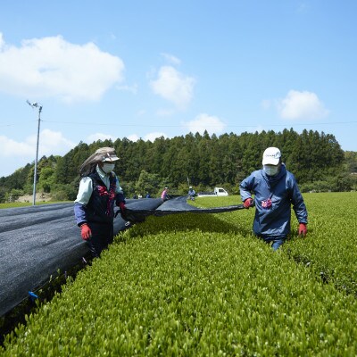 【農林水産大臣賞受賞】4種丸型お茶詰め合わせ(佐々町)