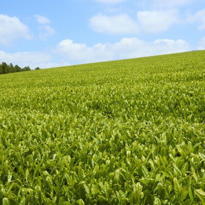 【農林水産大臣賞】有機栽培 粉末緑茶 てっぺん粉茶(100g×3本)(佐々町)