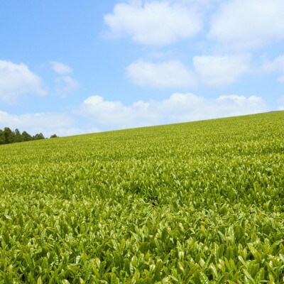 【毎月定期便】【黄綬褒章受章】こだわり有機栽培煎茶4種飲み比べ100g×4袋(佐々町)全3回
