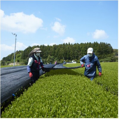 【毎月定期便】【黄綬褒章受章】こだわり有機栽培煎茶4種飲み比べ100g×4袋(佐々町)全6回