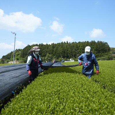 【毎月定期便】【黄綬褒章受章】こだわり有機栽培煎茶4種飲み比べ100g×4袋(佐々町)全12回