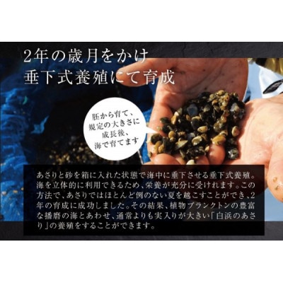 【さりひめ】姫路産養殖活あさり 1kg [53651694]