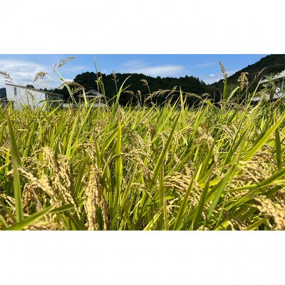【令和7年産】　きぬひかり5キロ 姫路市産[53650728]