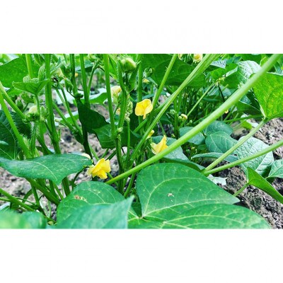 [53650550]安富町特産 白雪大納言小豆と丹波大納言小豆セット