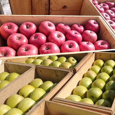 りんご 家庭用 旬のリンゴ詰め合わせ 約10kg 糖度13度以上|24_rfk-031001