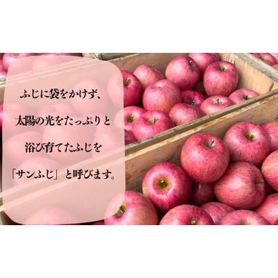 りんご【先行受付】家庭用 サンふじ 約5kg(中玉～大玉12～18玉程度|24_ace-020501