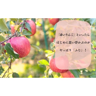 りんご【先行受付】家庭用 サンふじ 約5kg(中玉～大玉12～18玉程度|24_ace-020501