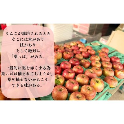 りんご家庭用 葉とらず ふじ 約5kg(中玉～大玉12～18玉程度)|24_ace-030501