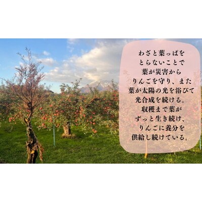 りんご家庭用 葉とらず ふじ 約5kg(中玉～大玉12～18玉程度)|24_ace-030501