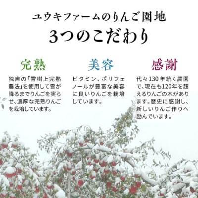 雪完熟りんご 最上級 糖度13度以上 特選サンふじ 約5kg|24_yuk-080501