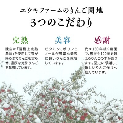 雪完熟りんご 最上級 糖度13度以上 「特選」 サンふじ 約3kg|24_yuk-120301