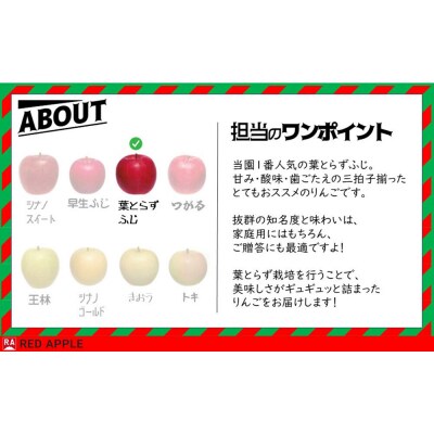 りんご 13度糖度保証【贈答用】葉とらずふじ 約5kg|24_rap-150501