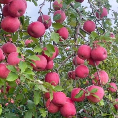 りんご 上級品 葉とらず ふじ 約5kg|24_saf-050501