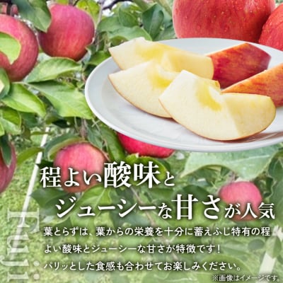 りんご【26年11月下旬～発送】葉とらずふじ【上級品】約5kg 先行受付|24_saf-050501