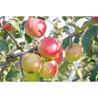 奇跡のりんごかりんとうBOX 2箱セット【 和菓子 スイーツ  】|24_hkj-010201