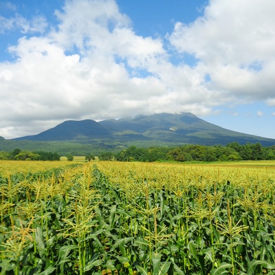 とうもろこし 嶽きみ真空パック家庭用　食べきりサイズ×12本|24_nkk-011201