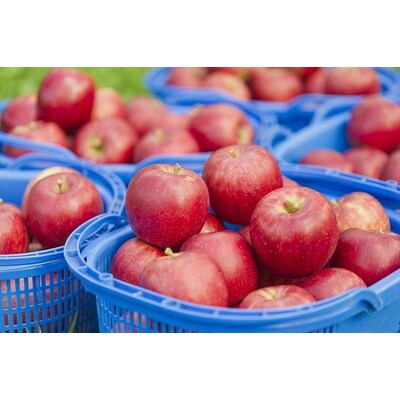 弘前城しいどるセット&りんごと桜のコースター|24_hmj-010101