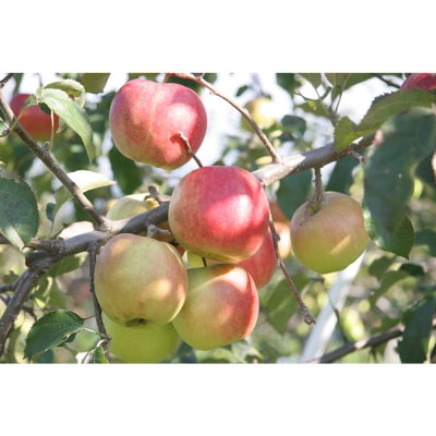 木村秋則さんと友情のりんごの冷製スープ (1袋250g×2)|24_hkj-020201