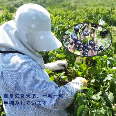 カシス果汁100%ジュース(無加糖・無添加)250ml×2本|24_ack-010201