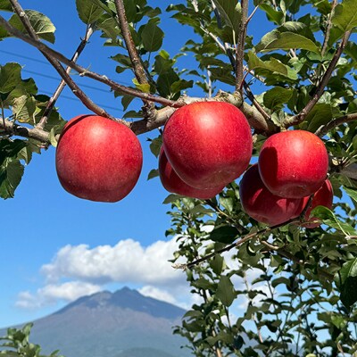 somaringo farm 無添加りんごジュース6品種飲み比べ12本|24_srf-031201