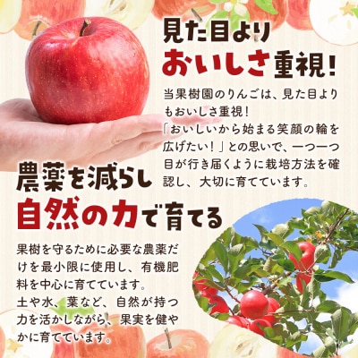 【26年11月下旬～発送】りんご サンふじ 約2kg【家庭用】|24_kck-010201