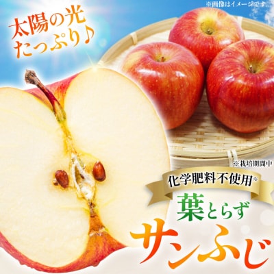 りんご 葉とらず サンふじ【贈答用】約3kg 先行受付|24_kmf-020301