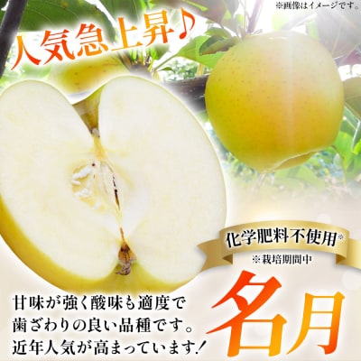 りんご【先行受付】名月 約3kg カワムラファーム 家庭用|24_kmf-040301
