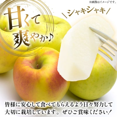 りんご 【26年10月下旬～発送】名月【家庭用】約3kg|24_kmf-040301