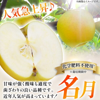 りんご 【26年10月下旬～発送】名月【訳あり】約3kg|24_kmf-060301