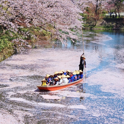 【タクシーでらくらく移動】着地型弘前さくらまつり見学ツアー 3名様ご招待|24_flk-020301
