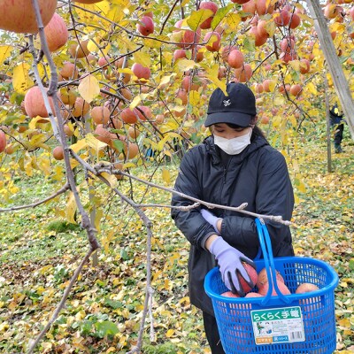 りんご【家庭用】サンふじ 約3kg|24_mlk-090301