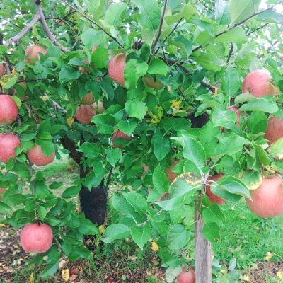 りんご 家庭用 葉とらず サンふじ 約 5kg (16～20玉程度) |24_mre-030501