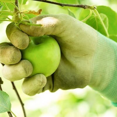 テキカカシードル(ラガー)330ml×6本|24_mye-040601