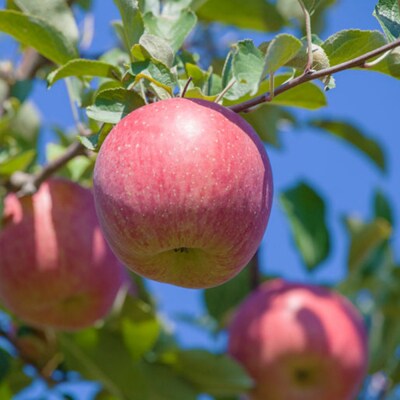 りんご ねぷたりんご バラエティーセット 贈答用約3kg 品種おまかせ|24_hsr-020301