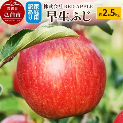 りんご【訳あり】家庭用 早生ふじ 約2.5kg|24_rap-100201