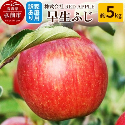 【25年10月発送】りんご【訳あり】家庭用 早生ふじ 約5kg|24_rap-100501