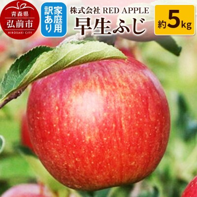りんご【訳あり】家庭用 早生ふじ 約5kg|24_rap-100501