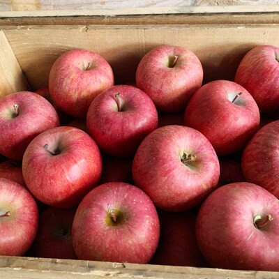 りんご【特選】サンふじ 約3kg  弘前市産 青森りんご|24_tdn-030301