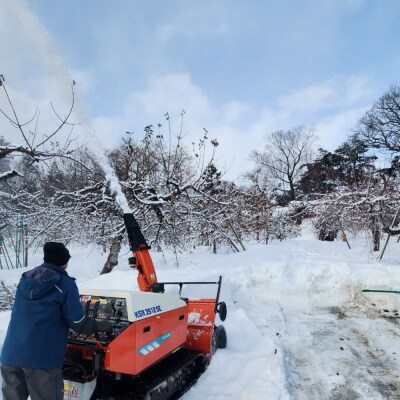 りんご【贈答用】金星(有袋)約3kg|24_cmn-090301a