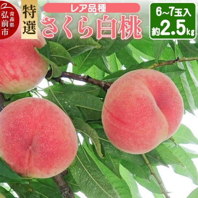 【25年9月発送】もも レア品種 さくら白桃【特選】約2.5kg|24_mbd-010201