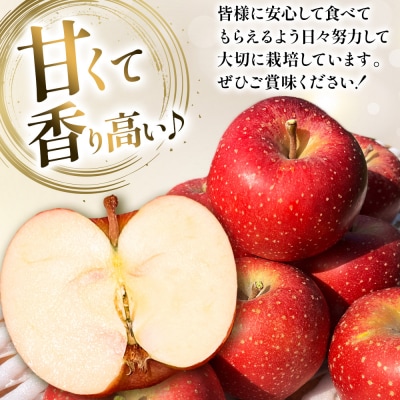 りんご 千雪 贈答用 約3kg カワムラファーム|24_kmf-120301