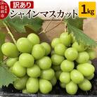 【訳あり】 シャインマスカット1kg ぶどう フルーツ 果物 |24_tvf-010101