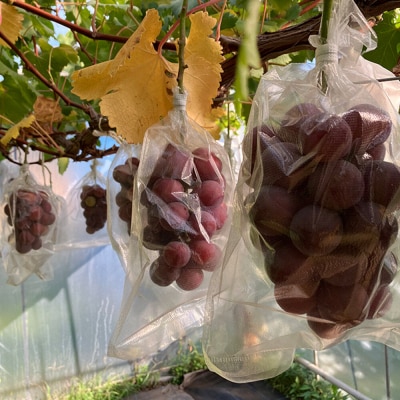 【訳あり】 クインニーナ 1kg ぶどう フルーツ 果物|24_tvf-070101