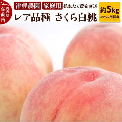 もも【2026年産 レア品種 さくら白桃】家庭用 約5kg|24_tgn-030501