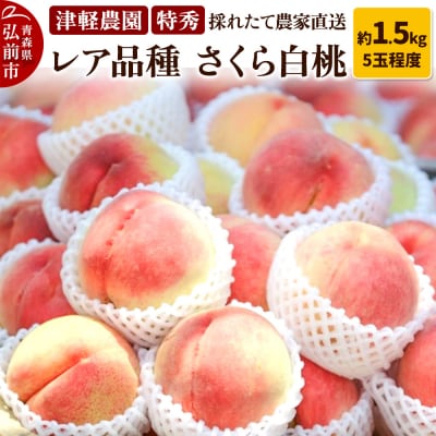 もも【2026年産 レア品種 さくら白桃】特秀 約1.5kg|24_tgn-040101