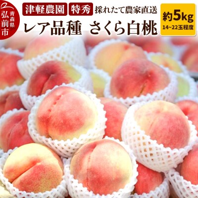 もも【2026年産 レア品種 さくら白桃】特秀 約5kg|24_tgn-040501