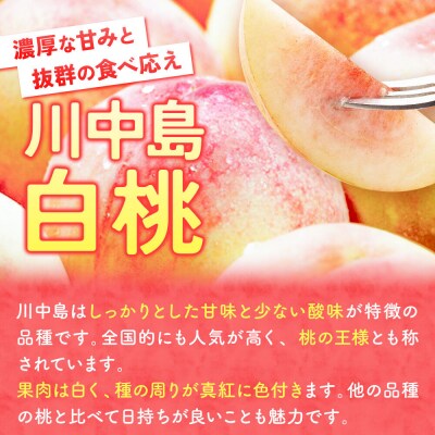 桃 約3kg【2026年産 桃の王様 川中島】特秀|24_tgn-080301