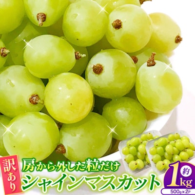 【26年9月～】【訳あり】 房から外した粒だけシャインマスカット1kg|24_tvf-030101